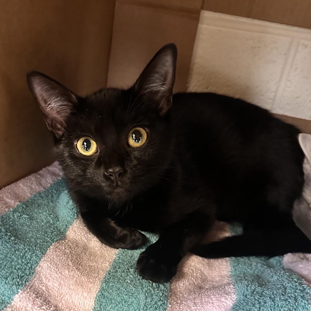 Chili, a Adoptable Domestic Short Hair in Rocky Mount, VA image 3/4