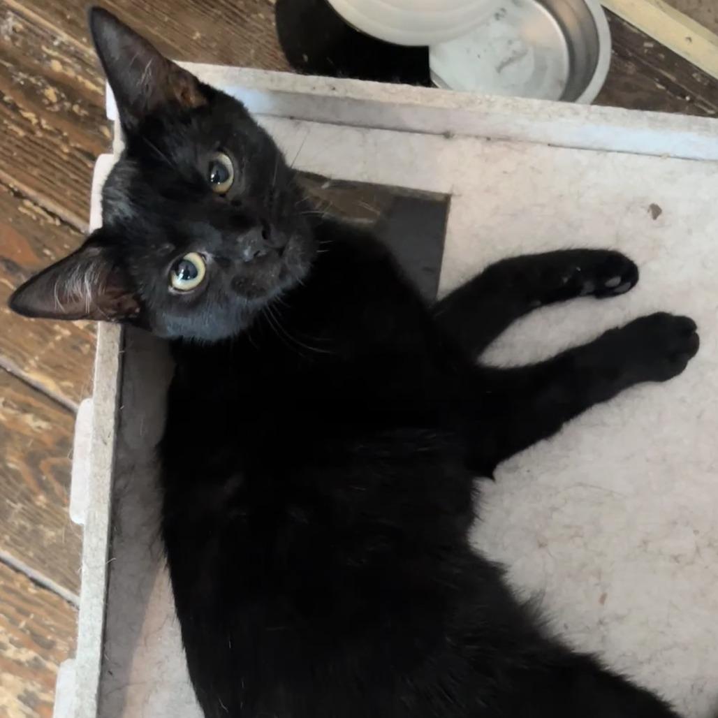 Chili, a Adoptable Domestic Short Hair in Rocky Mount, VA image 4/4