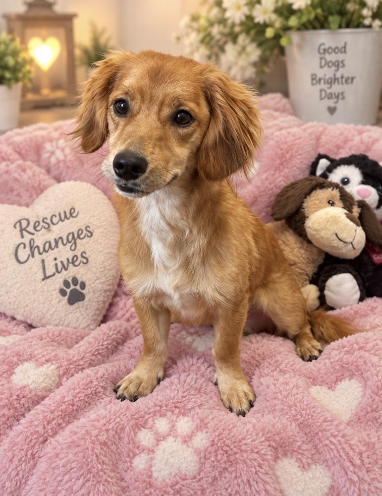 Maybell, Adoptable, Adult Female Dachshund.