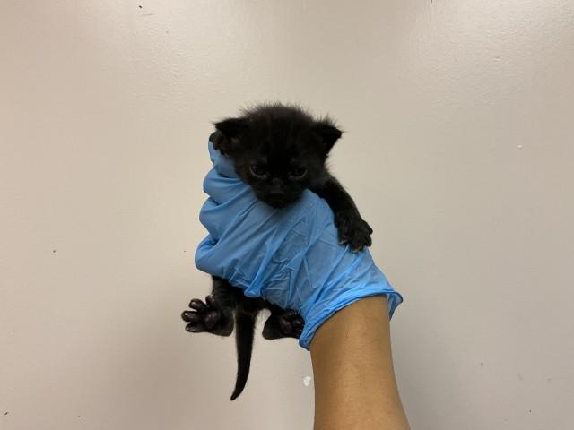 MERLIN, Adoptable, Young Male Domestic Short Hair.