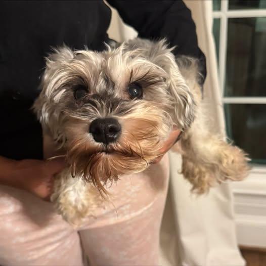 Enlarge Mia, a Adoptable Miniature Schnauzer in Matthews, NC image 1/1