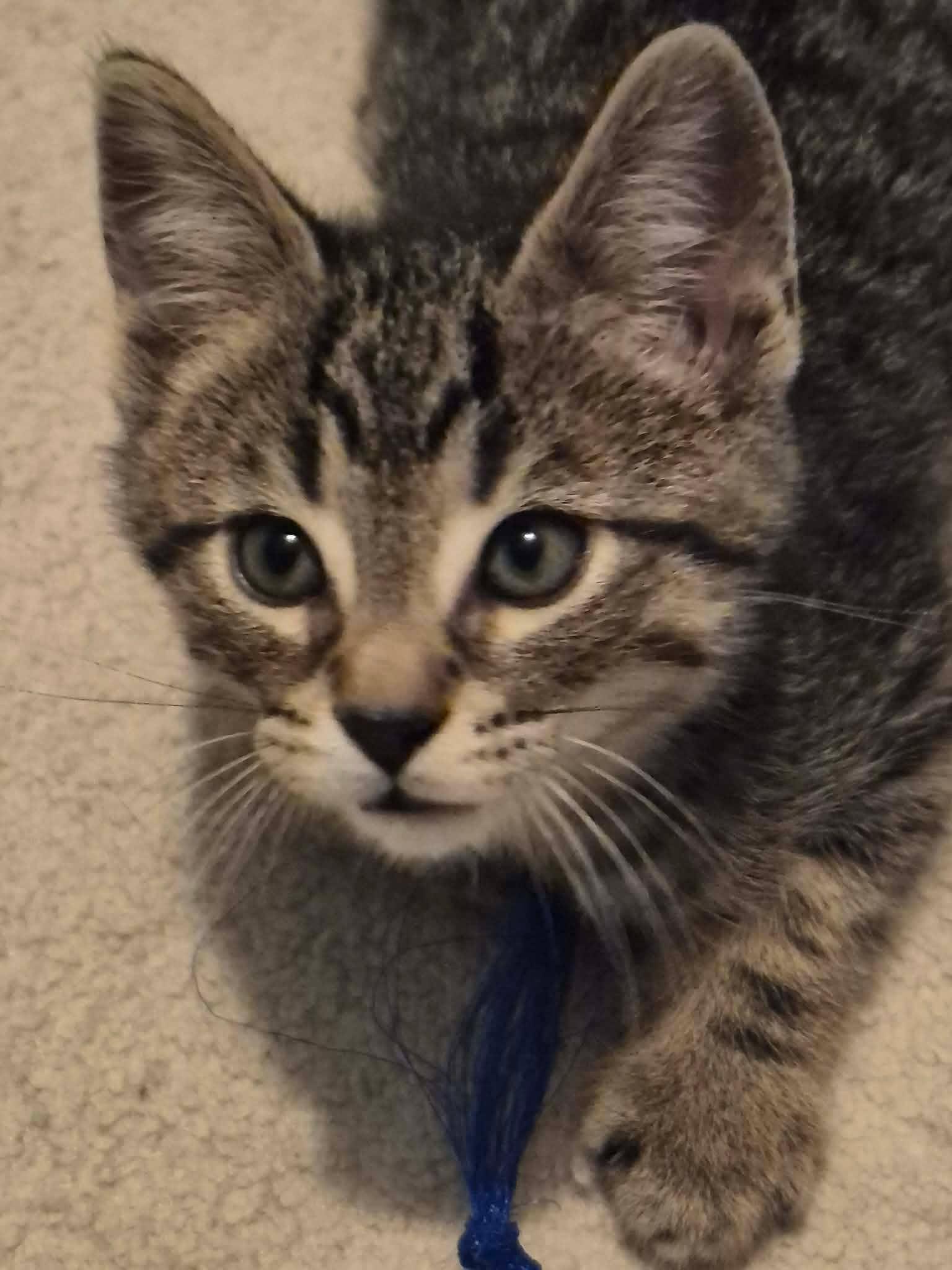 Enlarge Hilton, a ADOPTABLE Domestic Short Hair in Shakespeare, ON image 4/6