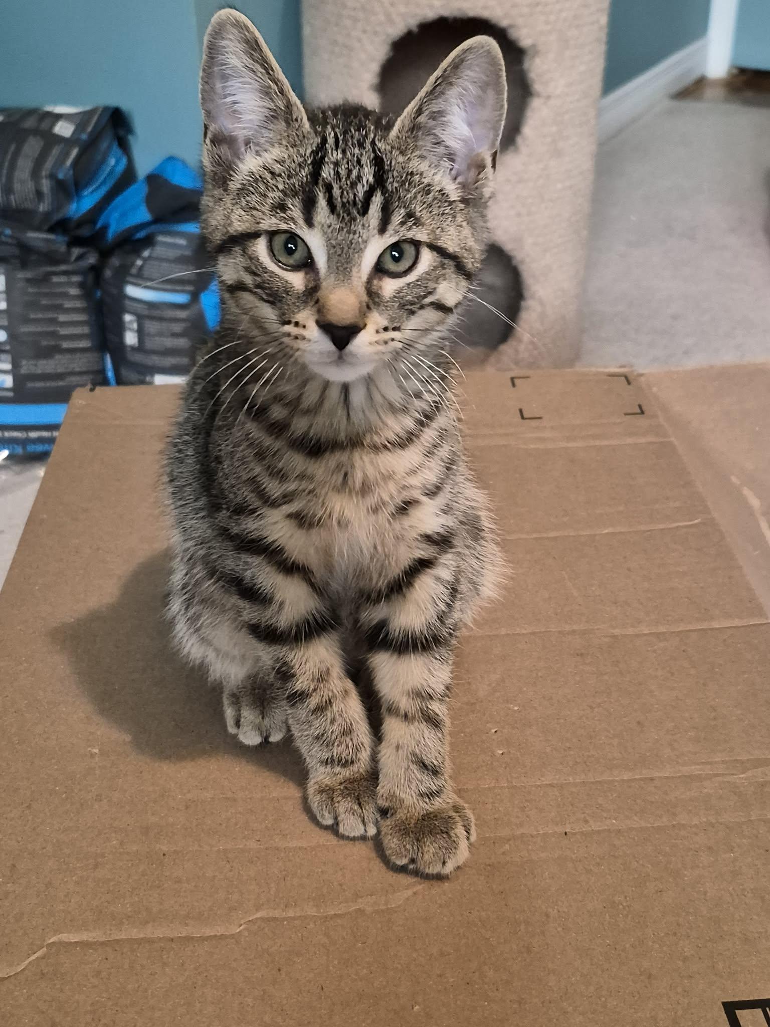 Hilton, ADOPTABLE, Kitten Male Domestic Short Hair.