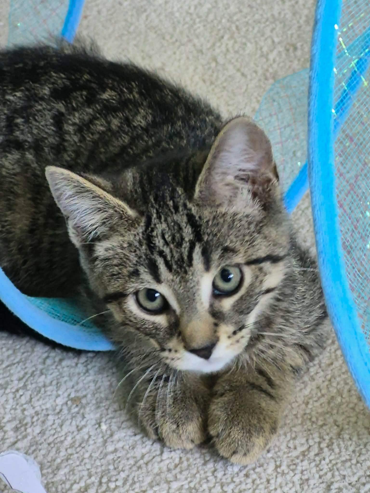 Enlarge Hilton, a ADOPTABLE Domestic Short Hair in Shakespeare, ON image 2/6