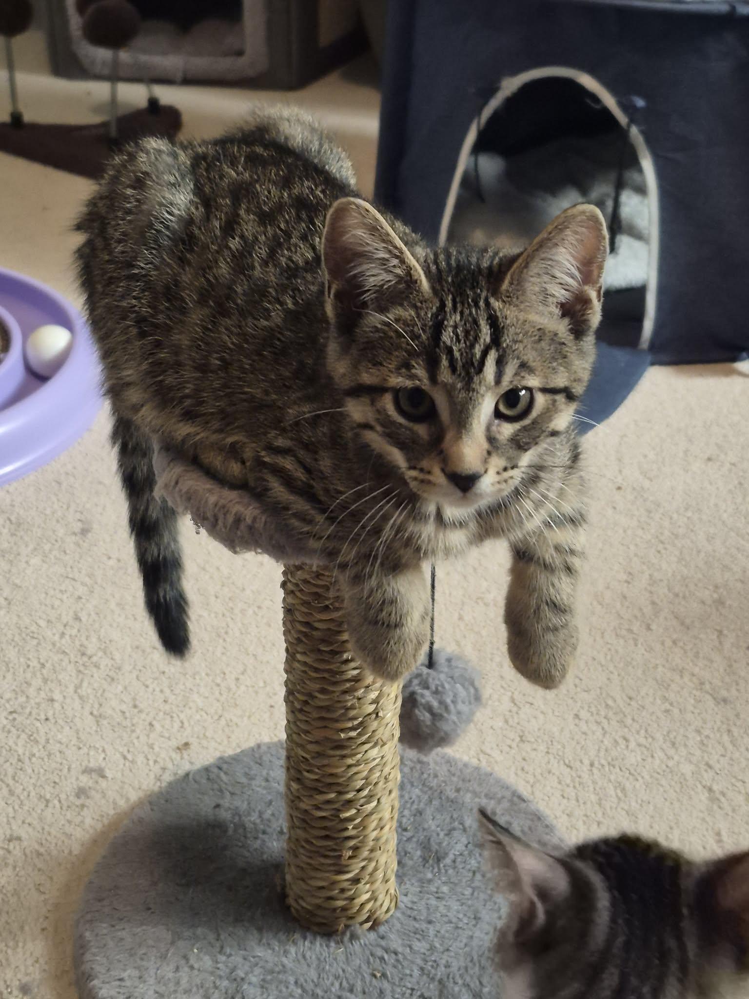 Enlarge Hilton, a ADOPTABLE Domestic Short Hair in Shakespeare, ON image 6/6