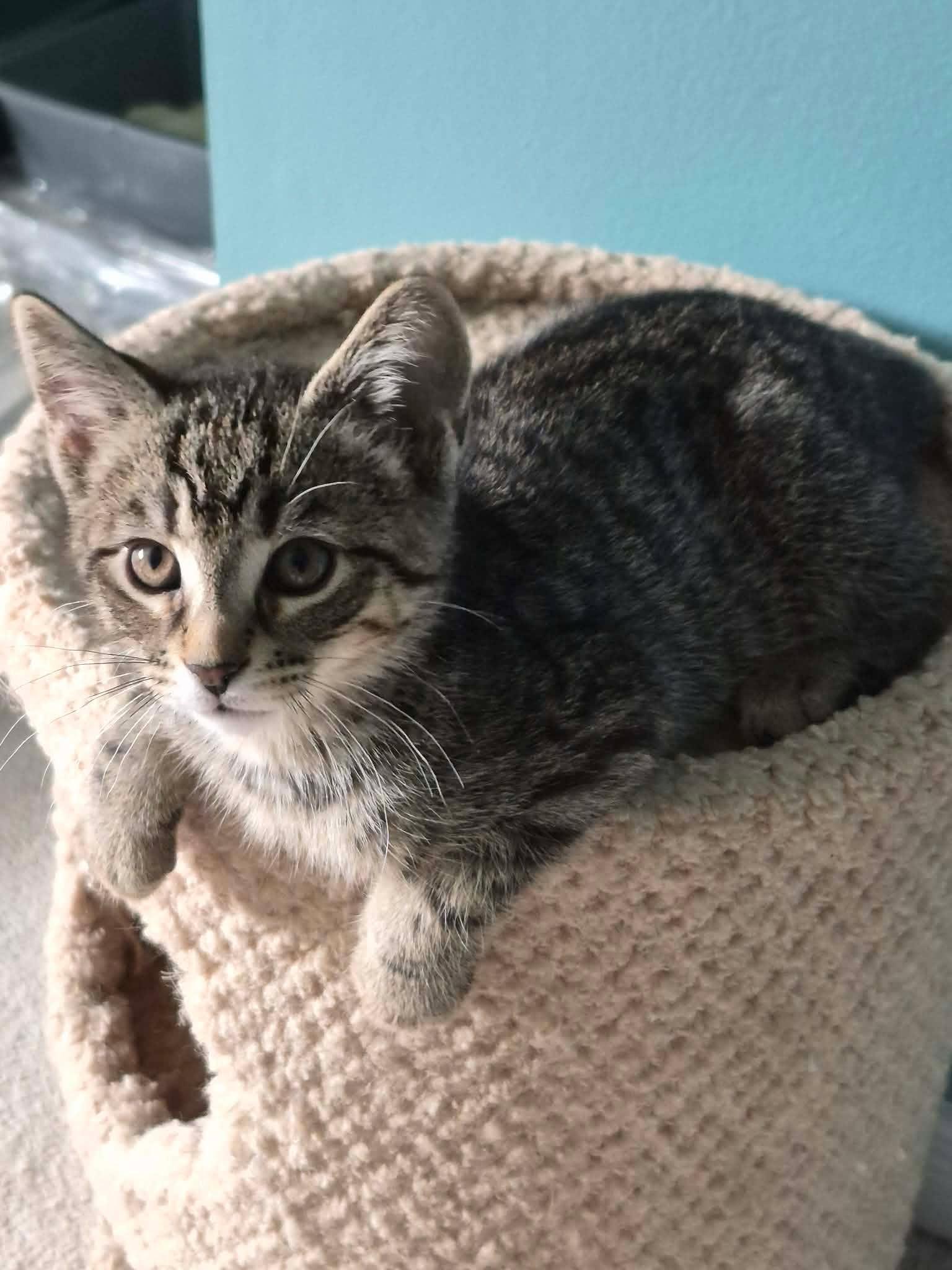 Enlarge Hilton, a ADOPTABLE Domestic Short Hair in Shakespeare, ON image 5/6