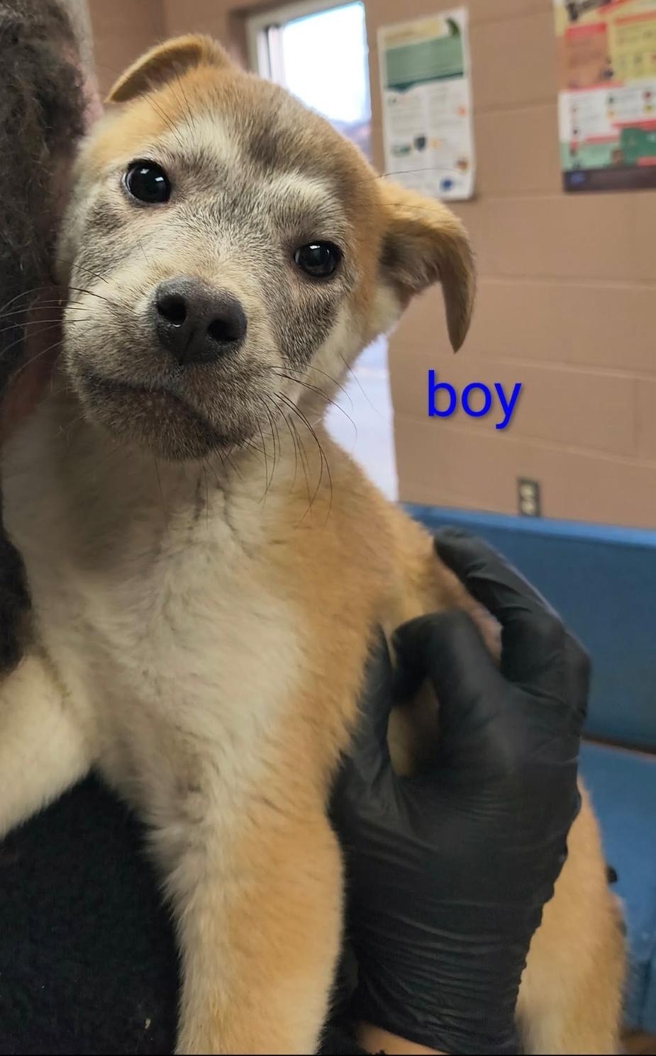 Bear, Adoptable, Puppy Male German Shepherd Dog & Labrador Retriever.