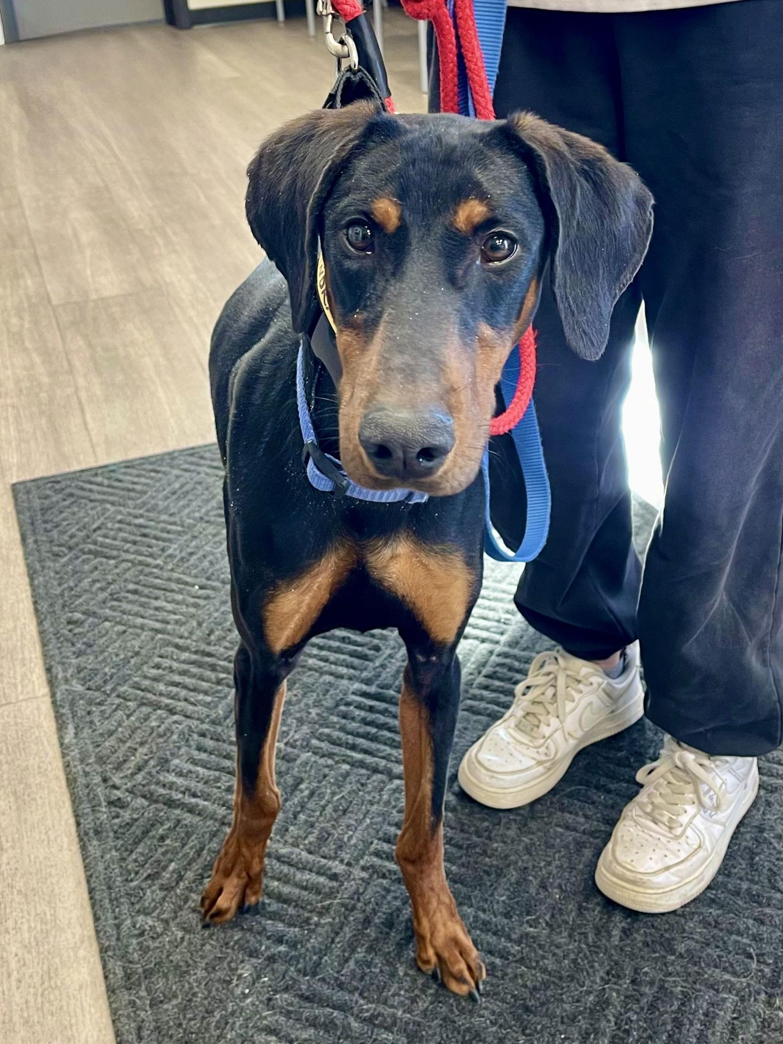 Enlarge Jaden **Adoption Submitted - Pending Approval **, a Adoptable Doberman Pinscher in Omaha, NE image 2/3