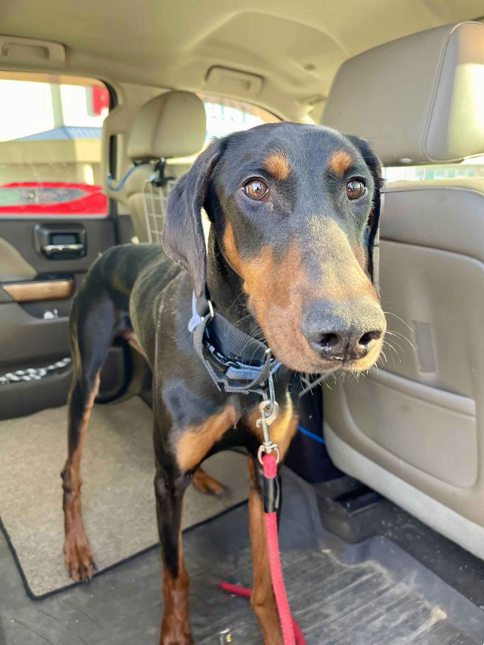Enlarge Jaden **Adoption Submitted - Pending Approval **, a Adoptable Doberman Pinscher in Omaha, NE image 3/3