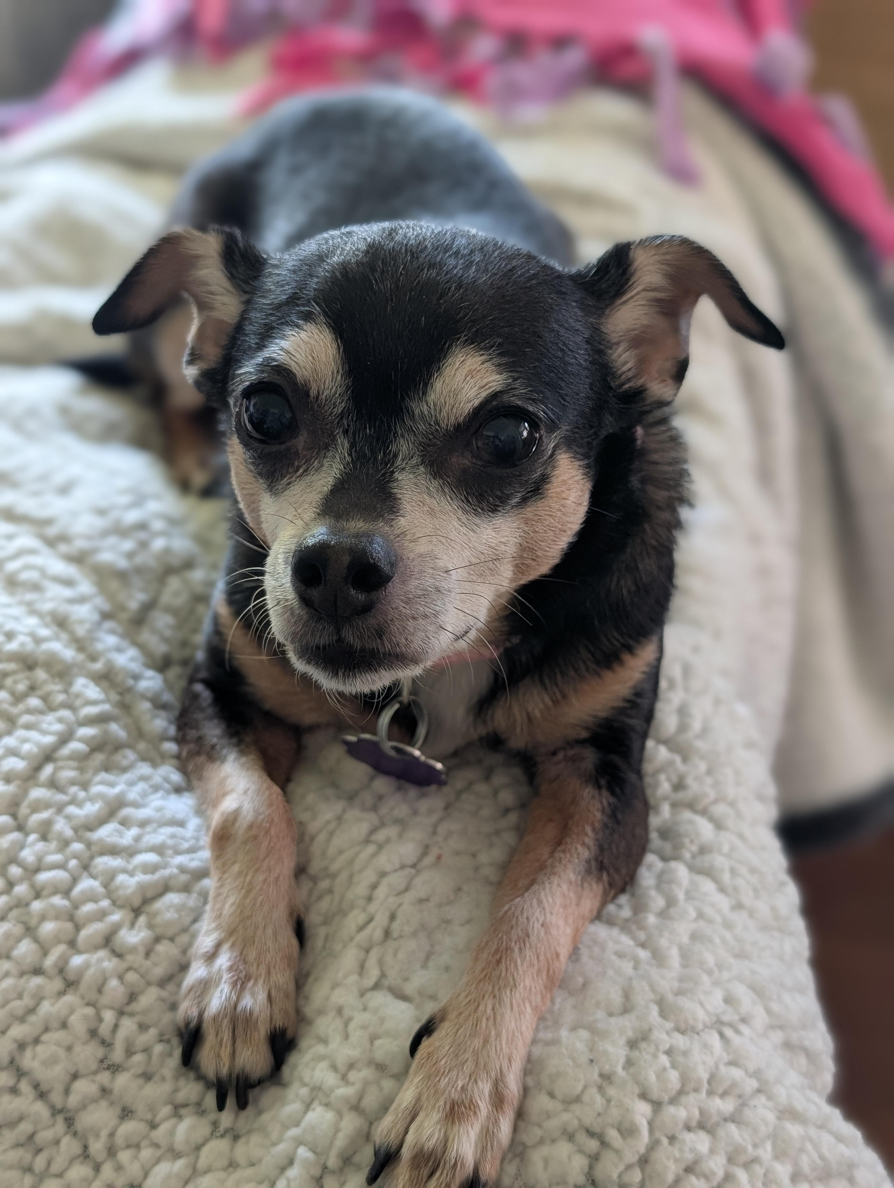 Daisy, ADOPTABLE, Senior Female Chihuahua.