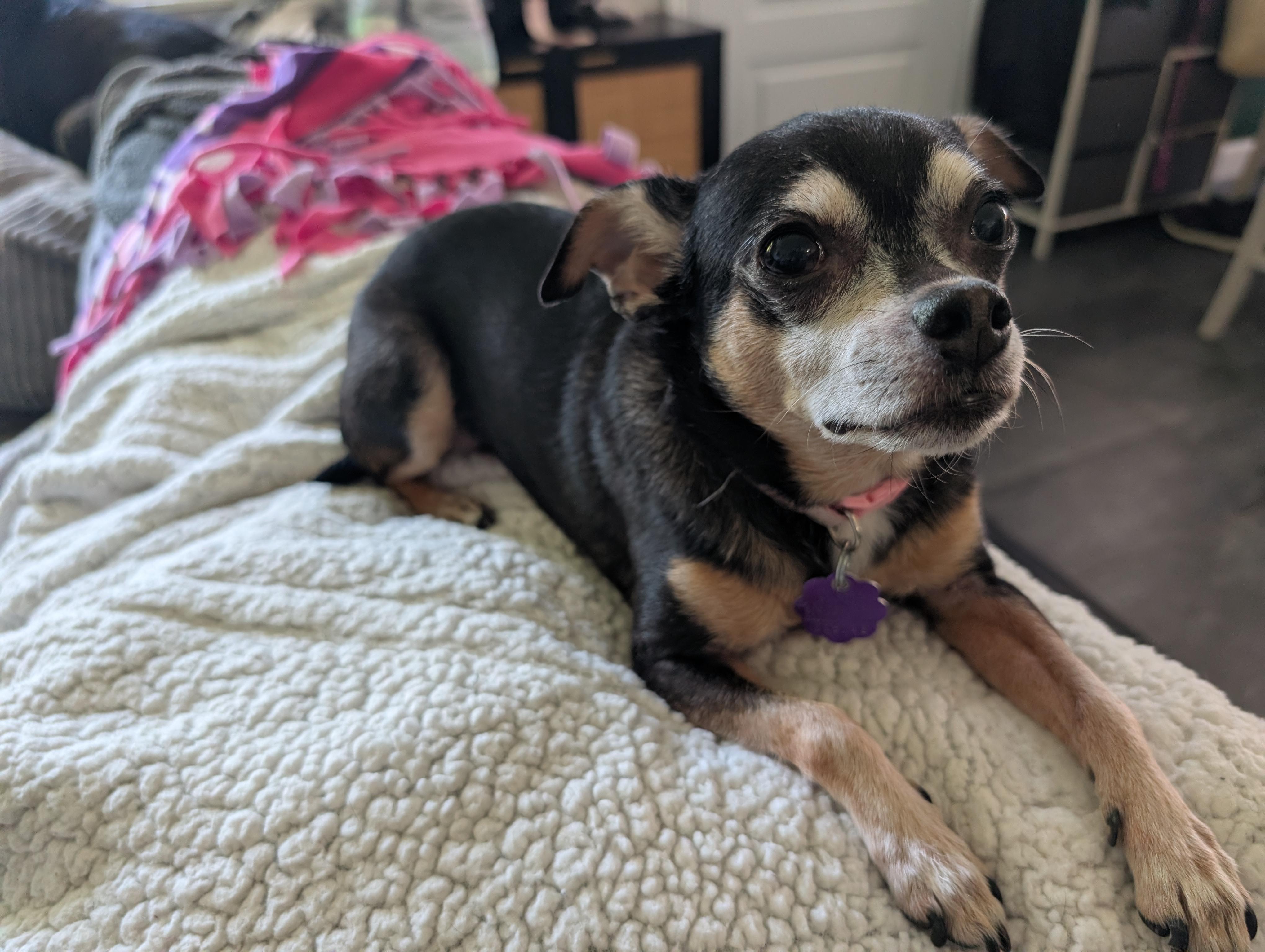 Enlarge Daisy, a ADOPTABLE mixed breed in Chatham, ON image 4/5