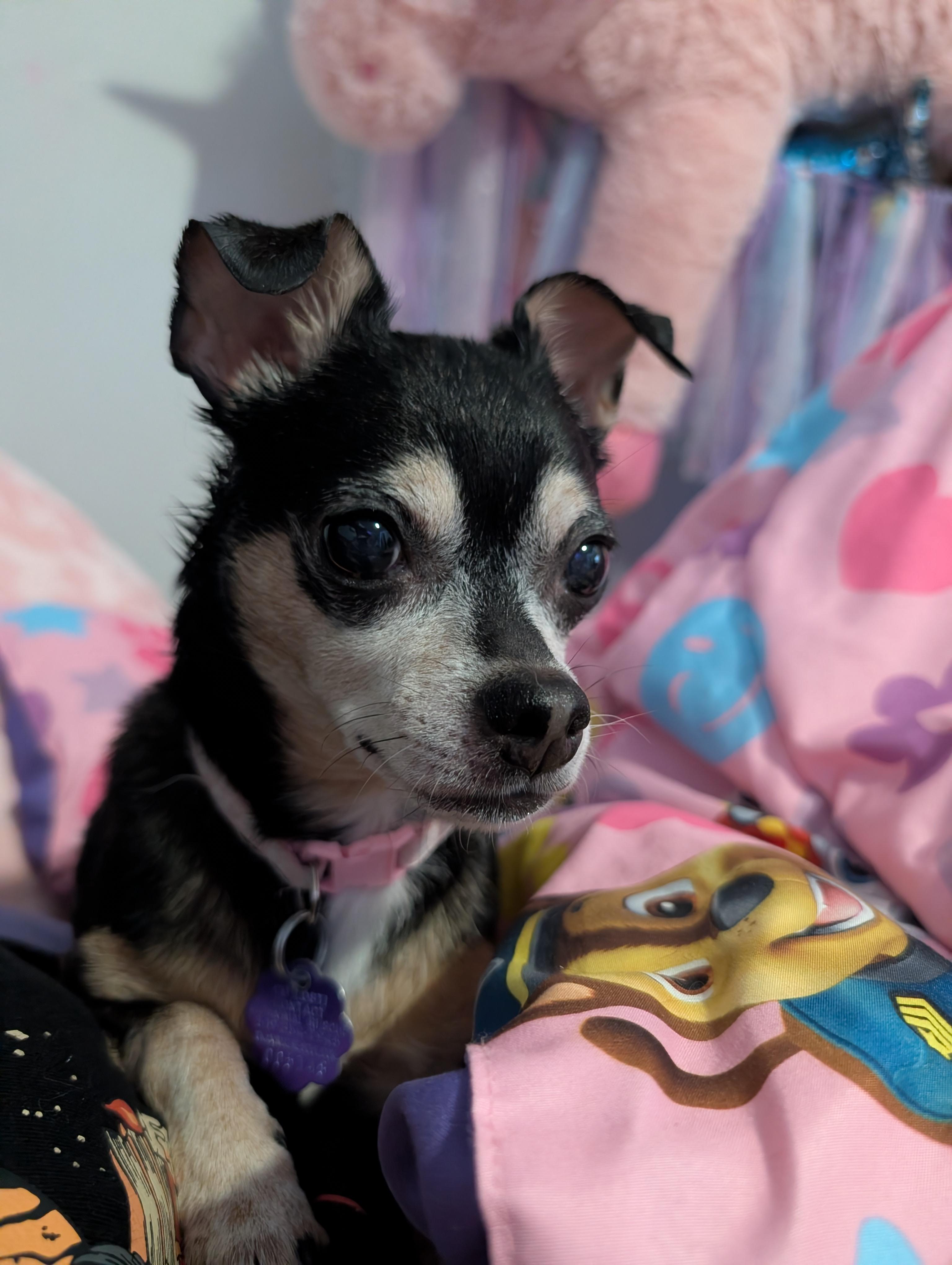 Enlarge Daisy, a ADOPTABLE mixed breed in Chatham, ON image 2/5