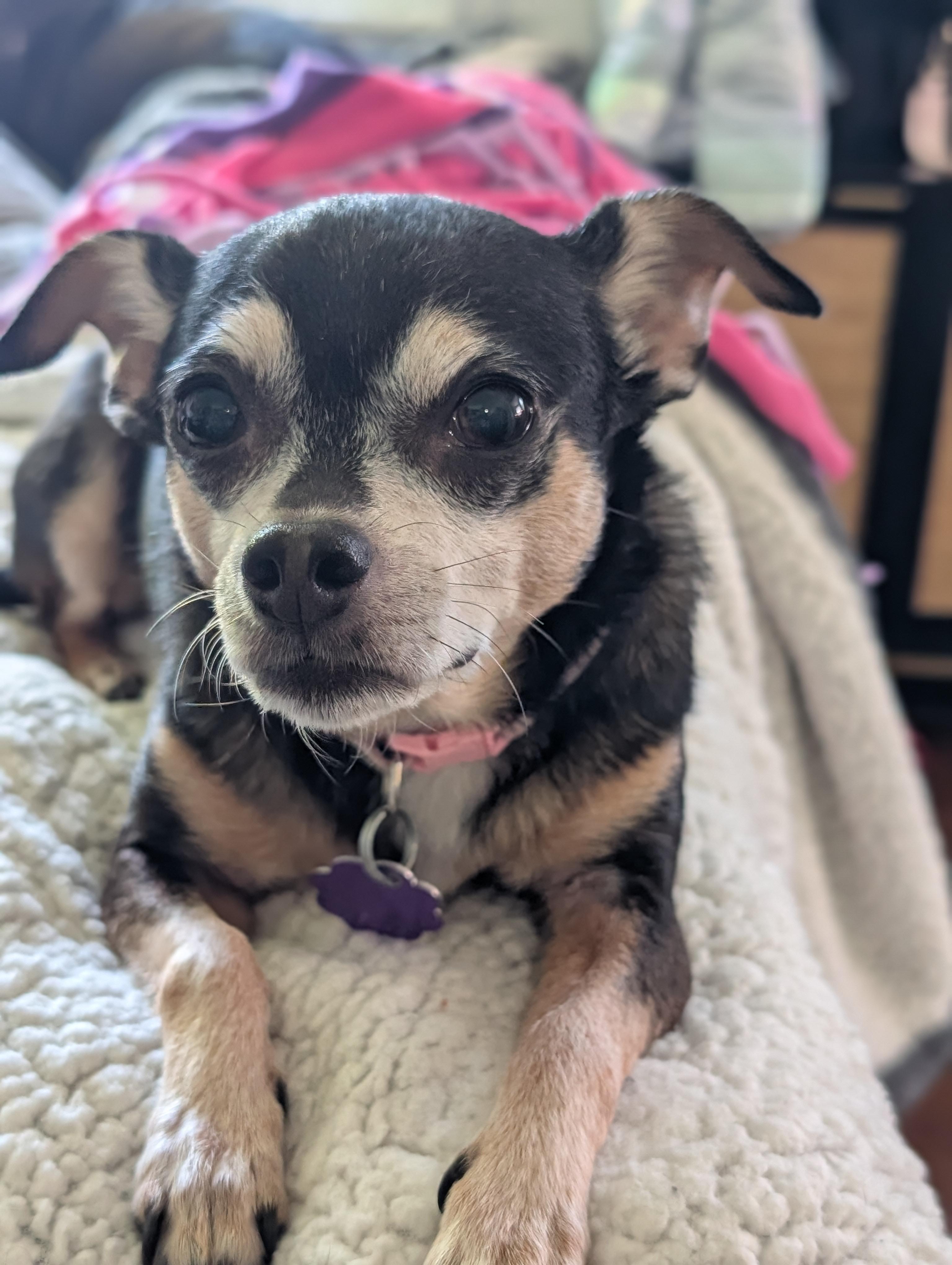 Enlarge Daisy, a ADOPTABLE mixed breed in Chatham, ON image 5/5