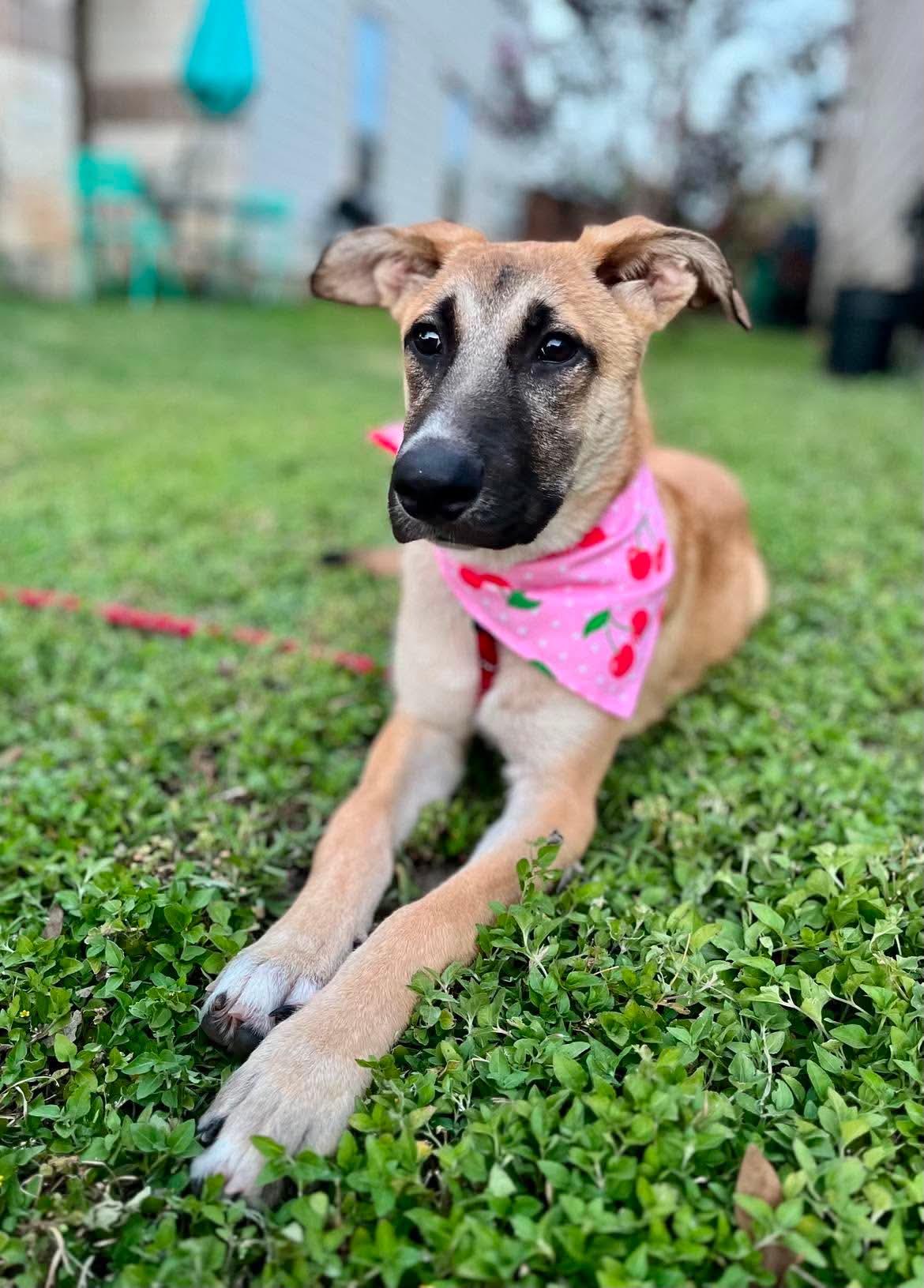 Enlarge Bonnie, a ADOPTABLE mixed breed in Brattleboro , VT image 3/6