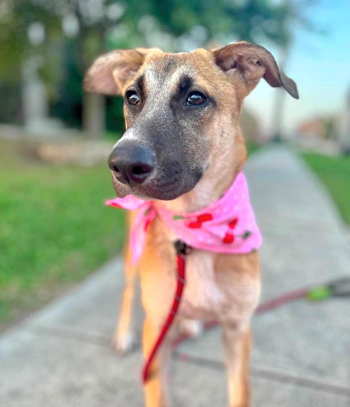 Enlarge Bonnie, a ADOPTABLE mixed breed in Brattleboro , VT image 1/6