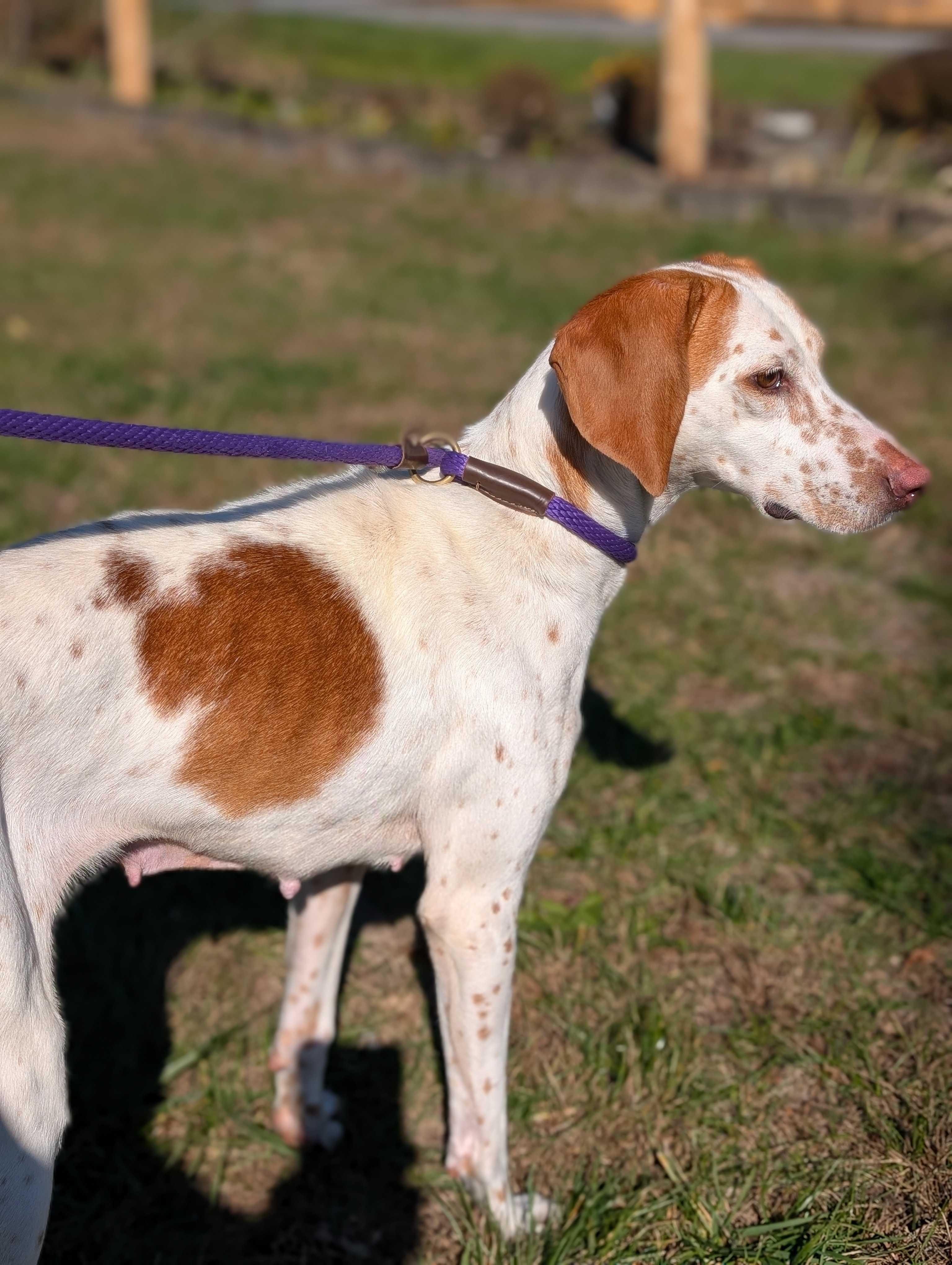 Gina, a Adoptable mixed breed in Lafayette, NJ image 3/4
