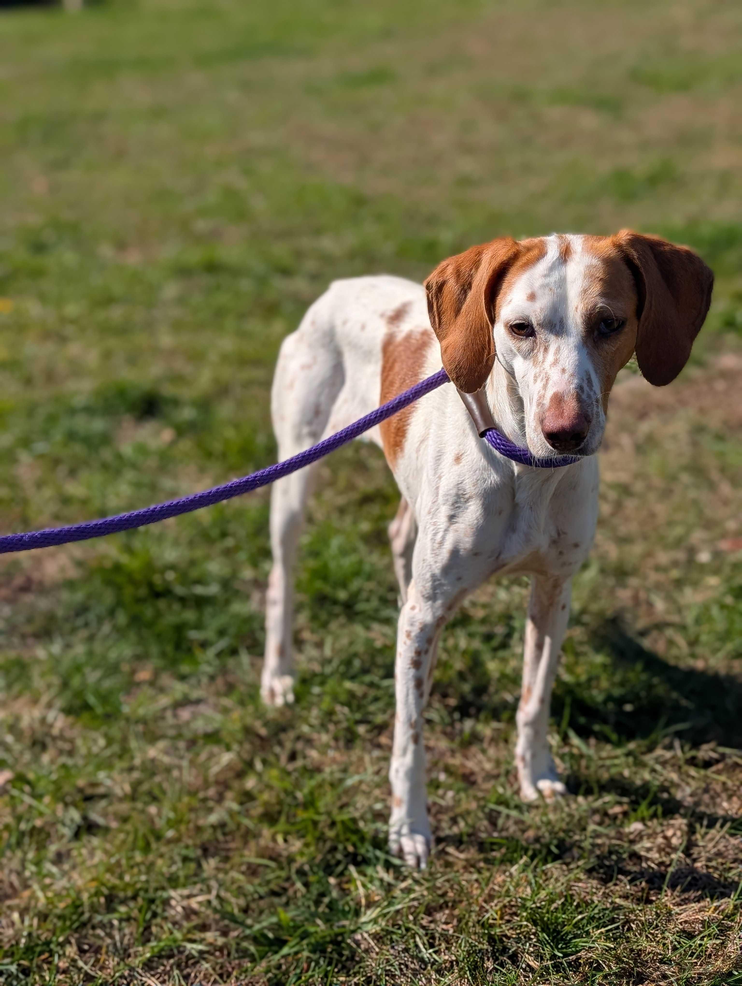 Gina, a Adoptable mixed breed in Lafayette, NJ image 1/4