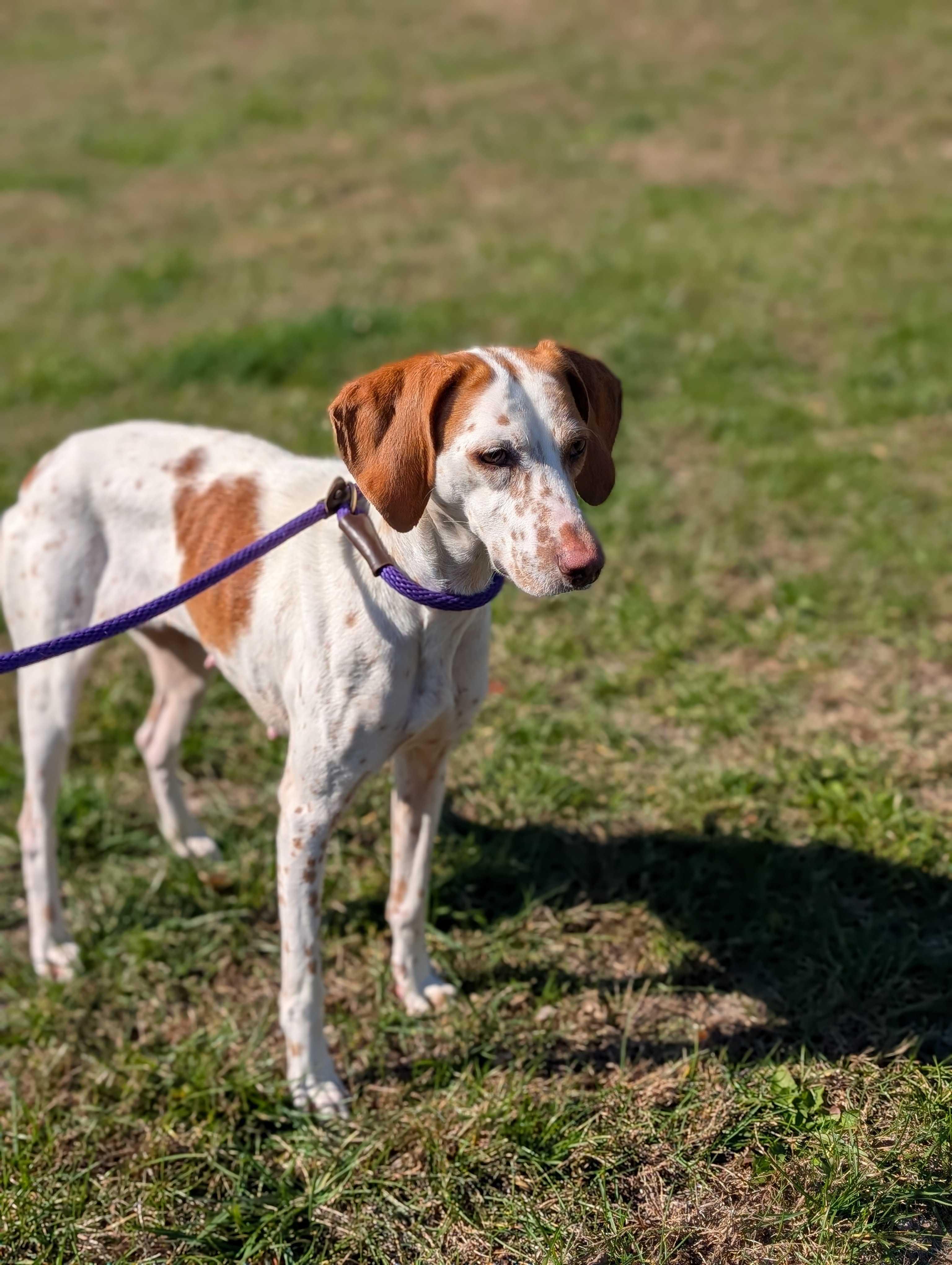 Gina, a Adoptable mixed breed in Lafayette, NJ image 4/4