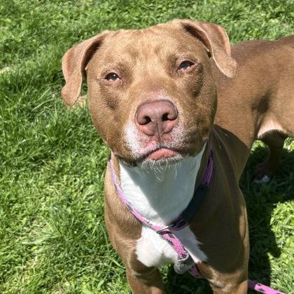 Bowser, Adoptable, Adult Male Mixed Breed.