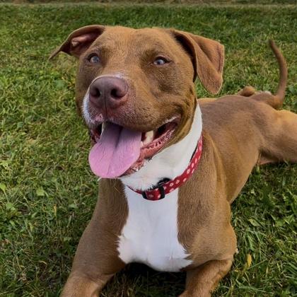 Bowser, a Adoptable mixed breed in Dubuque, IA image 2/3