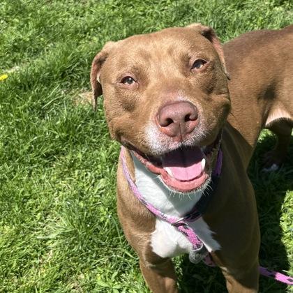 Bowser, a Adoptable mixed breed in Dubuque, IA image 3/3