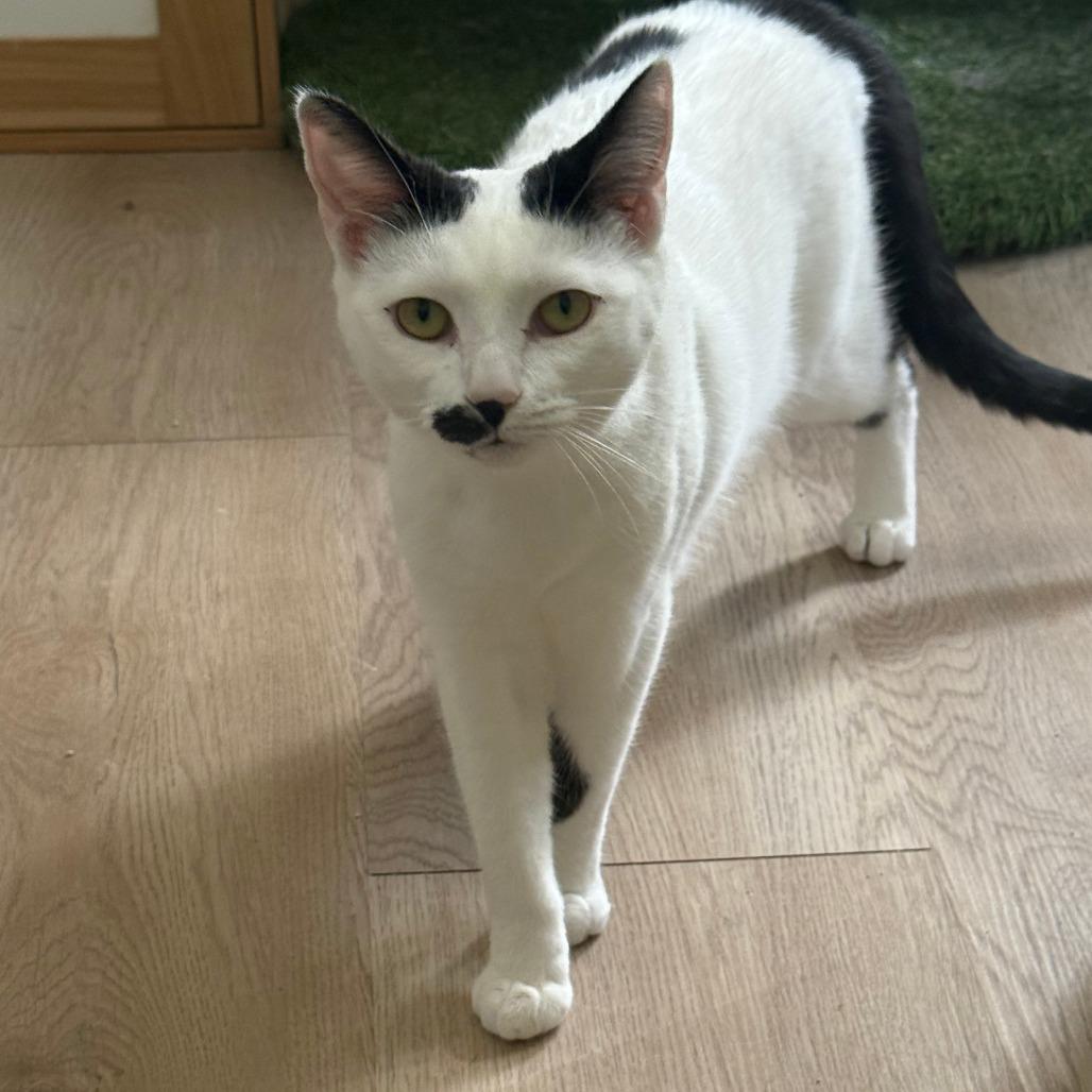 Cardamom, a Adoptable Domestic Short Hair in Brea, CA image 2/6