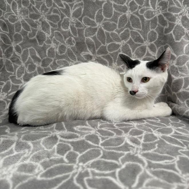 Cardamom, a Adoptable Domestic Short Hair in Brea, CA image 3/6