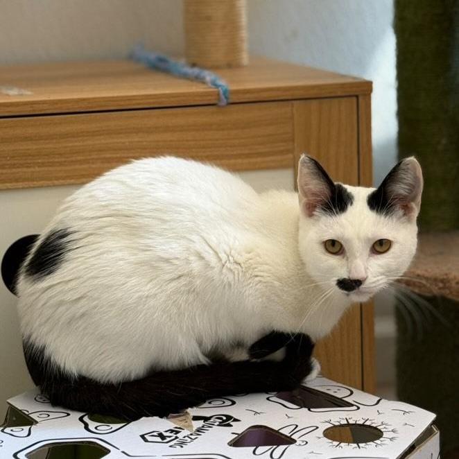 Cardamom, a Adoptable Domestic Short Hair in Brea, CA image 4/6