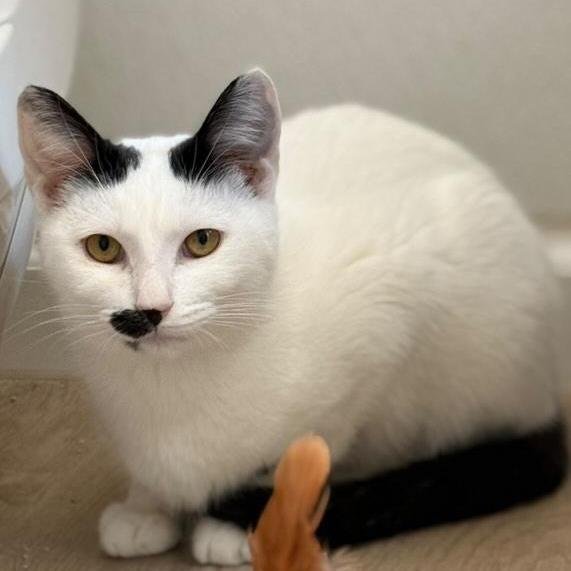 Cardamom, a Adoptable Domestic Short Hair in Brea, CA image 6/6