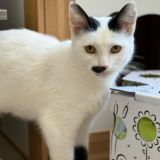 Cardamom, a Adoptable Domestic Short Hair in Brea, CA image 4/6