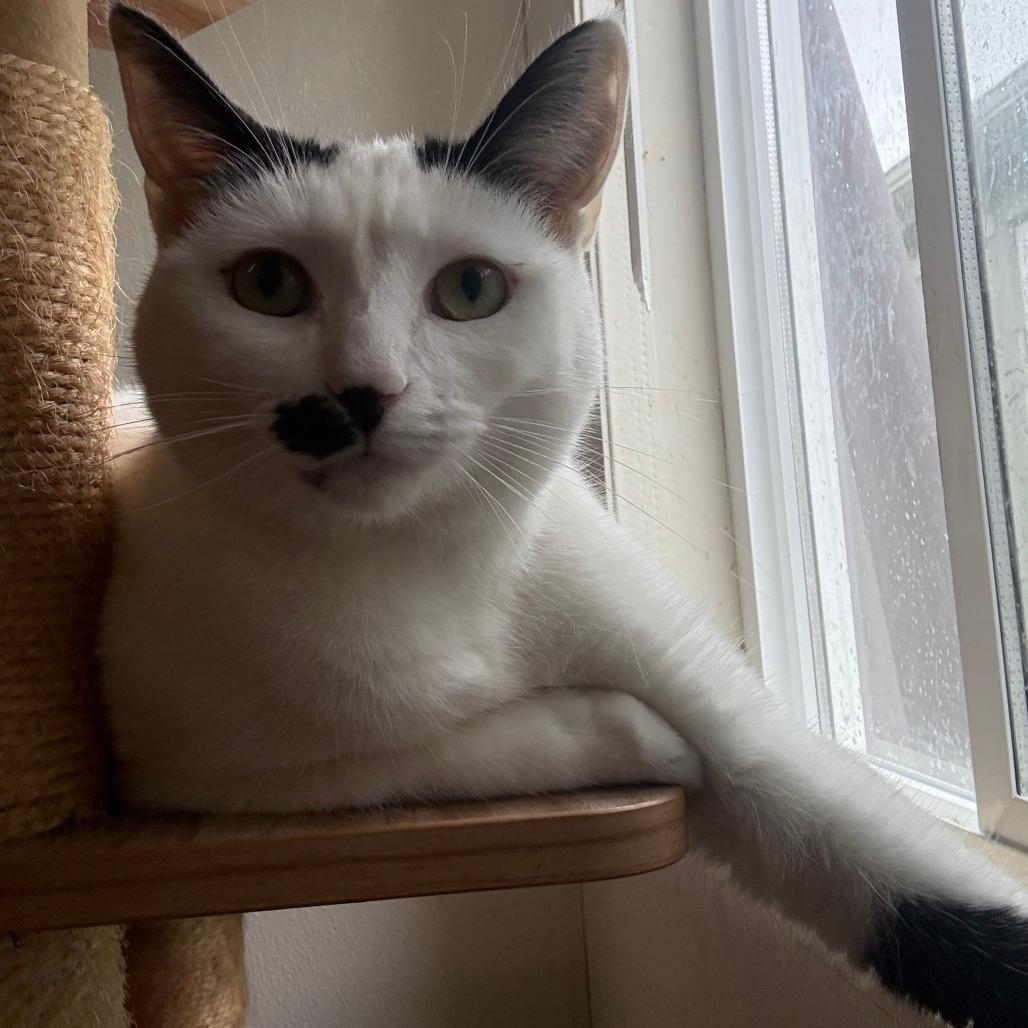 Cardamom, a Adoptable Domestic Short Hair in Brea, CA image 5/6