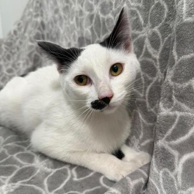 Cardamom, a Adoptable Domestic Short Hair in Brea, CA image 6/6