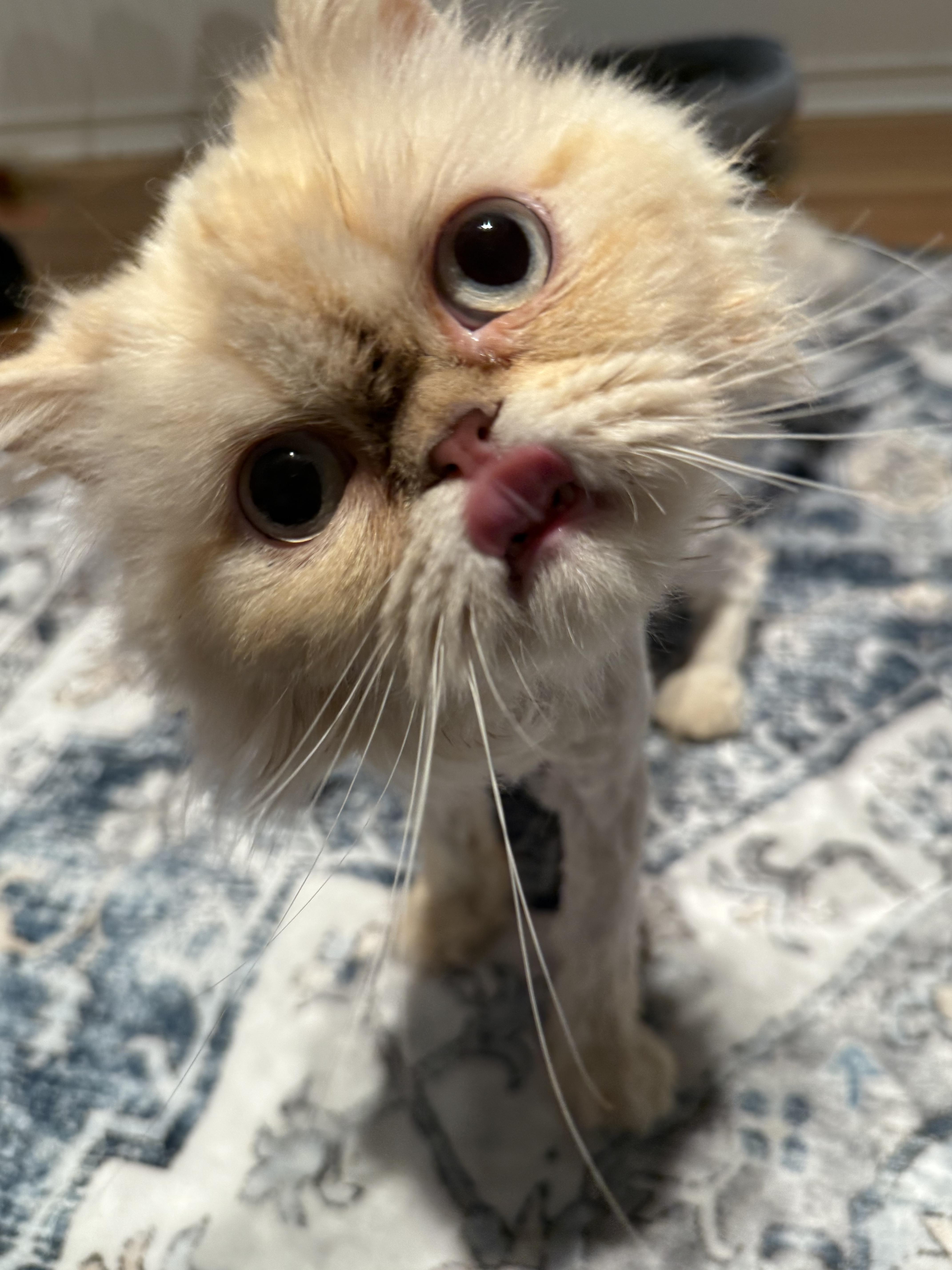 Millie, an adoptable Himalayan in Old Bridge, NJ, 08857 | Photo Image 3