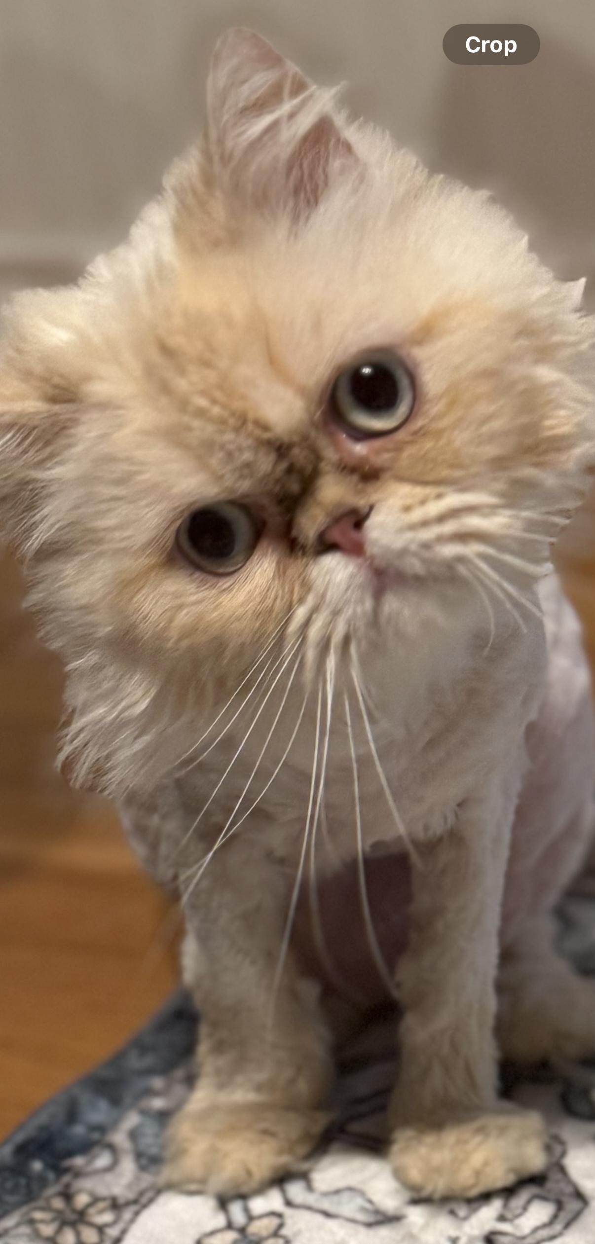 Millie, an adoptable Himalayan in Old Bridge, NJ, 08857 | Photo Image 2