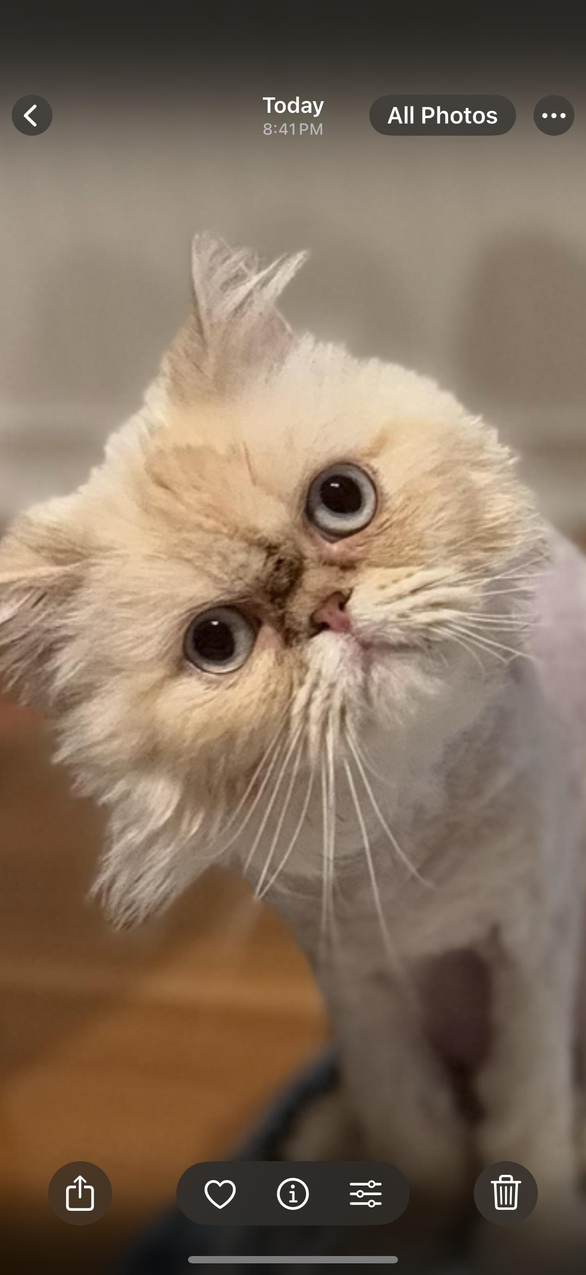 Millie, an adoptable Himalayan in Old Bridge, NJ, 08857 | Photo Image 1