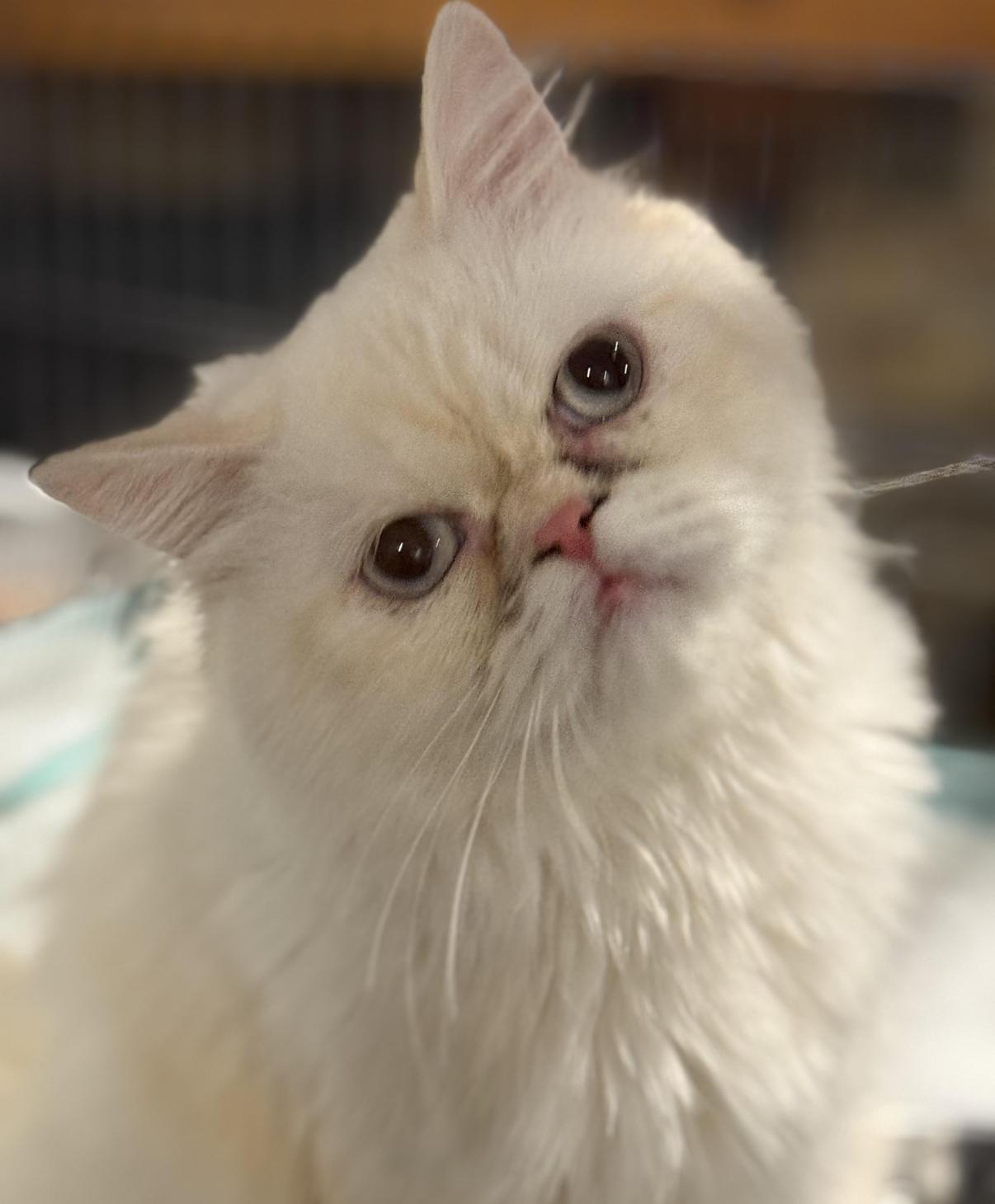 Millie, an adoptable Himalayan in Old Bridge, NJ, 08857 | Photo Image 4