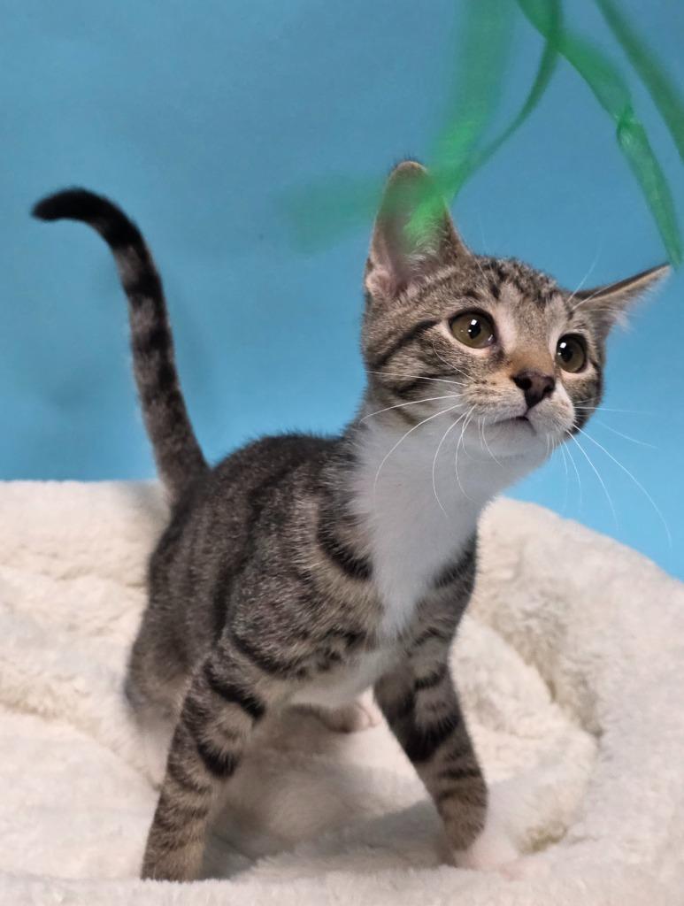 Neve, Adoptable, Kitten Male Domestic Short Hair.