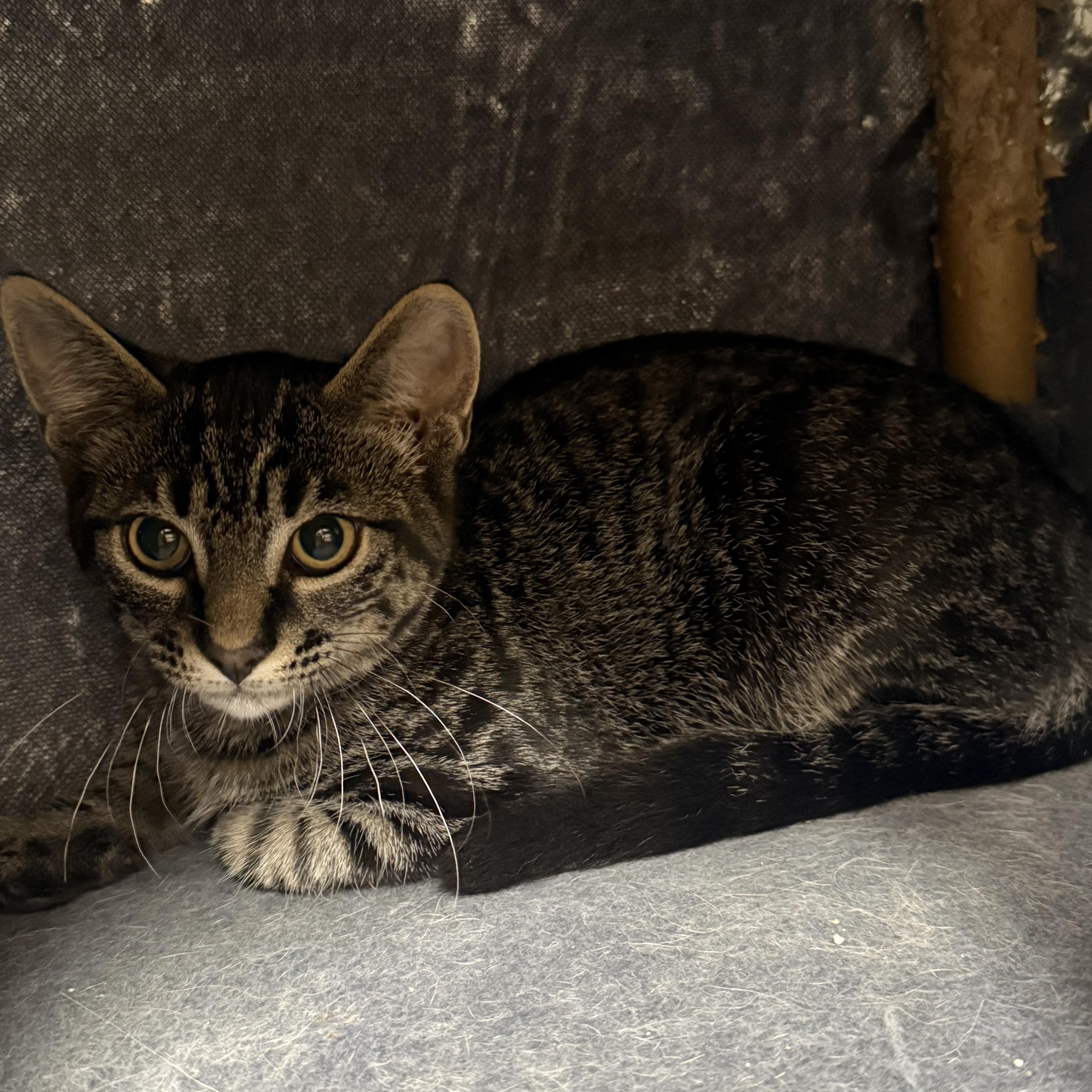 Jovie, adopted, Kitten Male Domestic Short Hair.