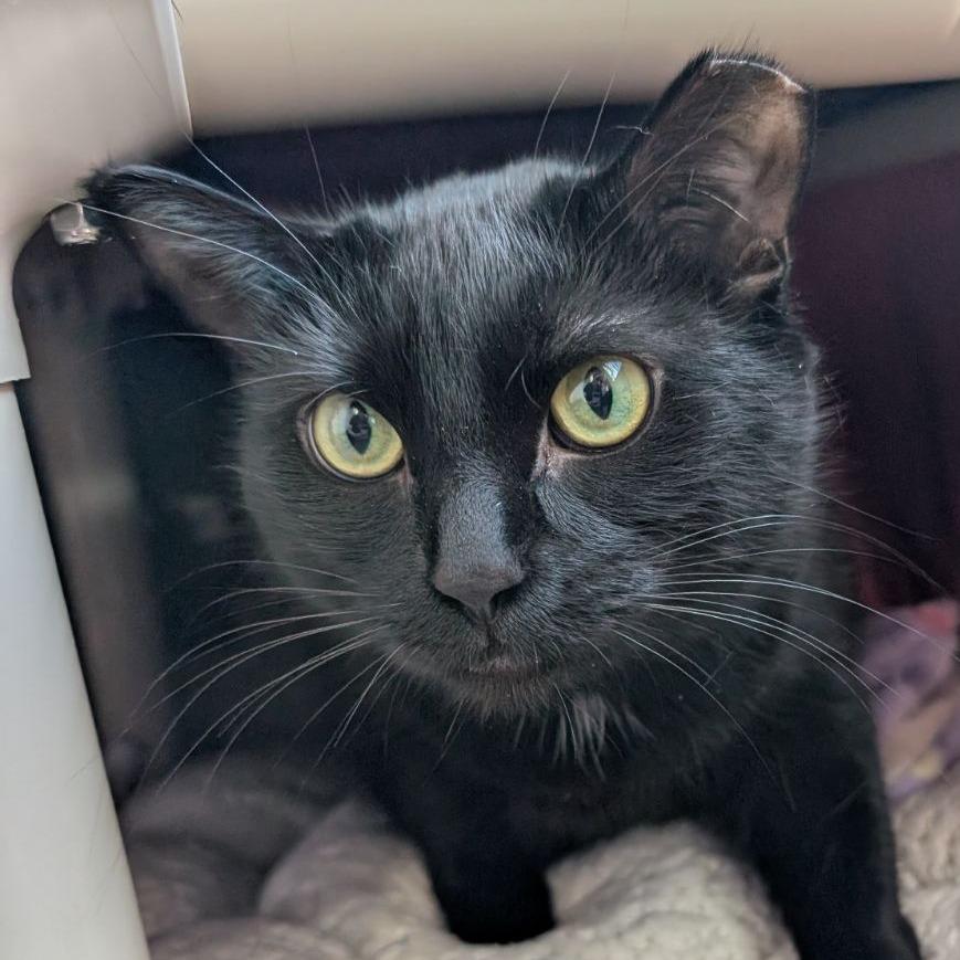 Hershey, Adoptable, Adult Female Domestic Short Hair.