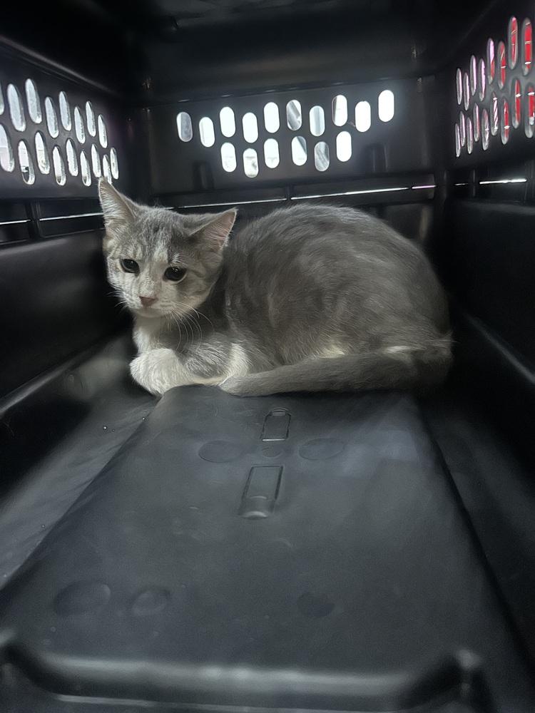 SS - Dare, Adoptable, Kitten Male American Shorthair & Domestic Short Hair.