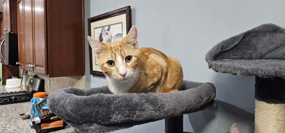 Chips, Adoptable, Young Male Domestic Short Hair.