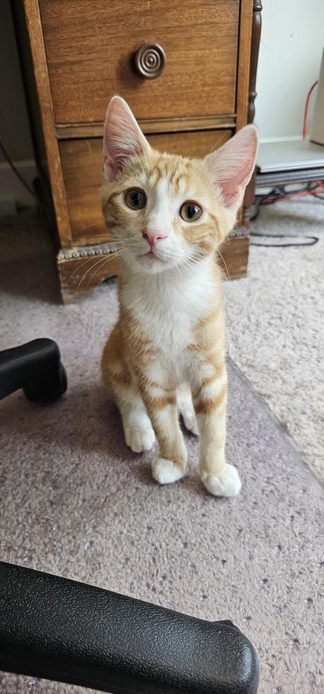 Chips, Adoptable, Young Male Domestic Short Hair.