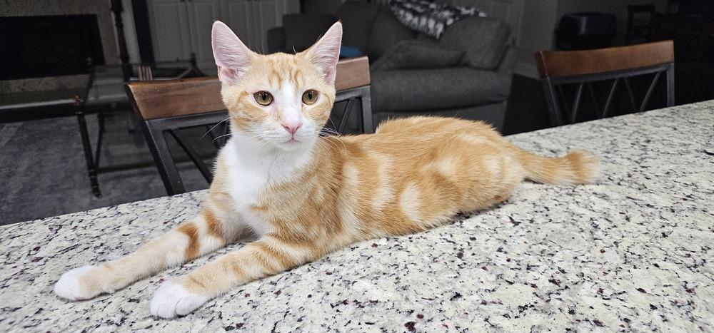 Chips, a Adoptable mixed breed in Powder Springs, GA image 3/5