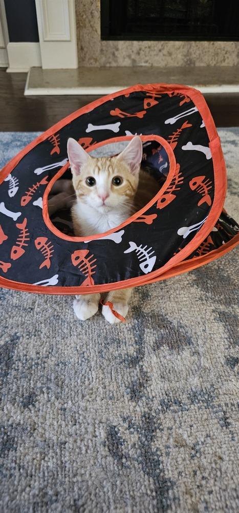 Chips, a Adoptable mixed breed in Powder Springs, GA image 4/5