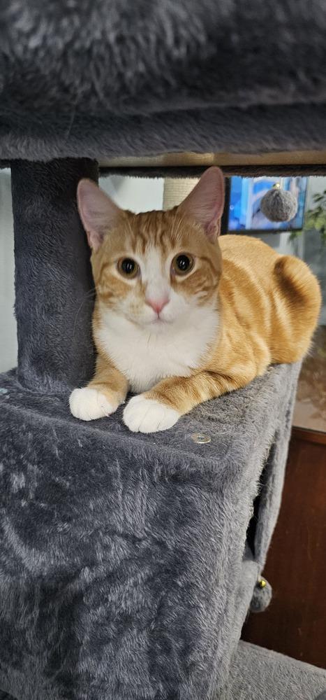 Chips, a Adoptable mixed breed in Powder Springs, GA image 5/5