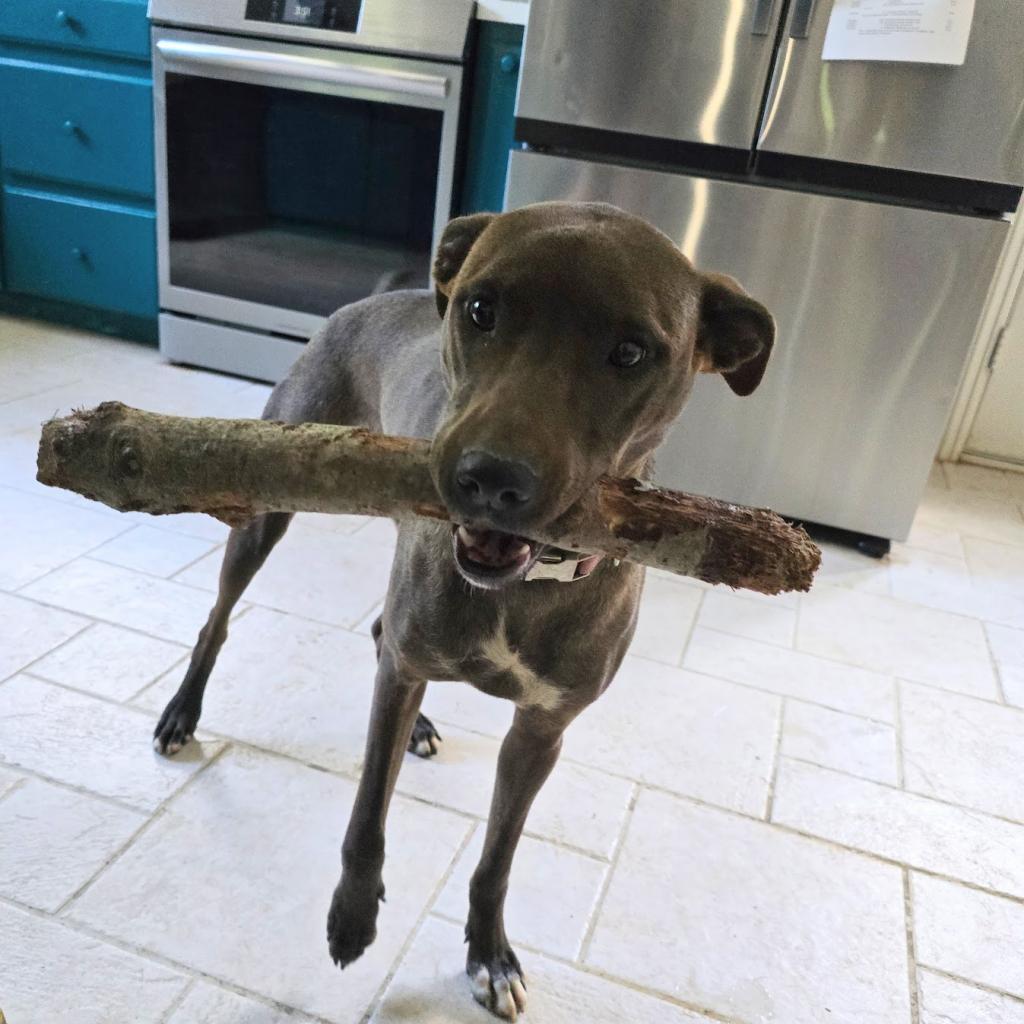 Wastey, Adoptable, Adult Female Mixed Breed.