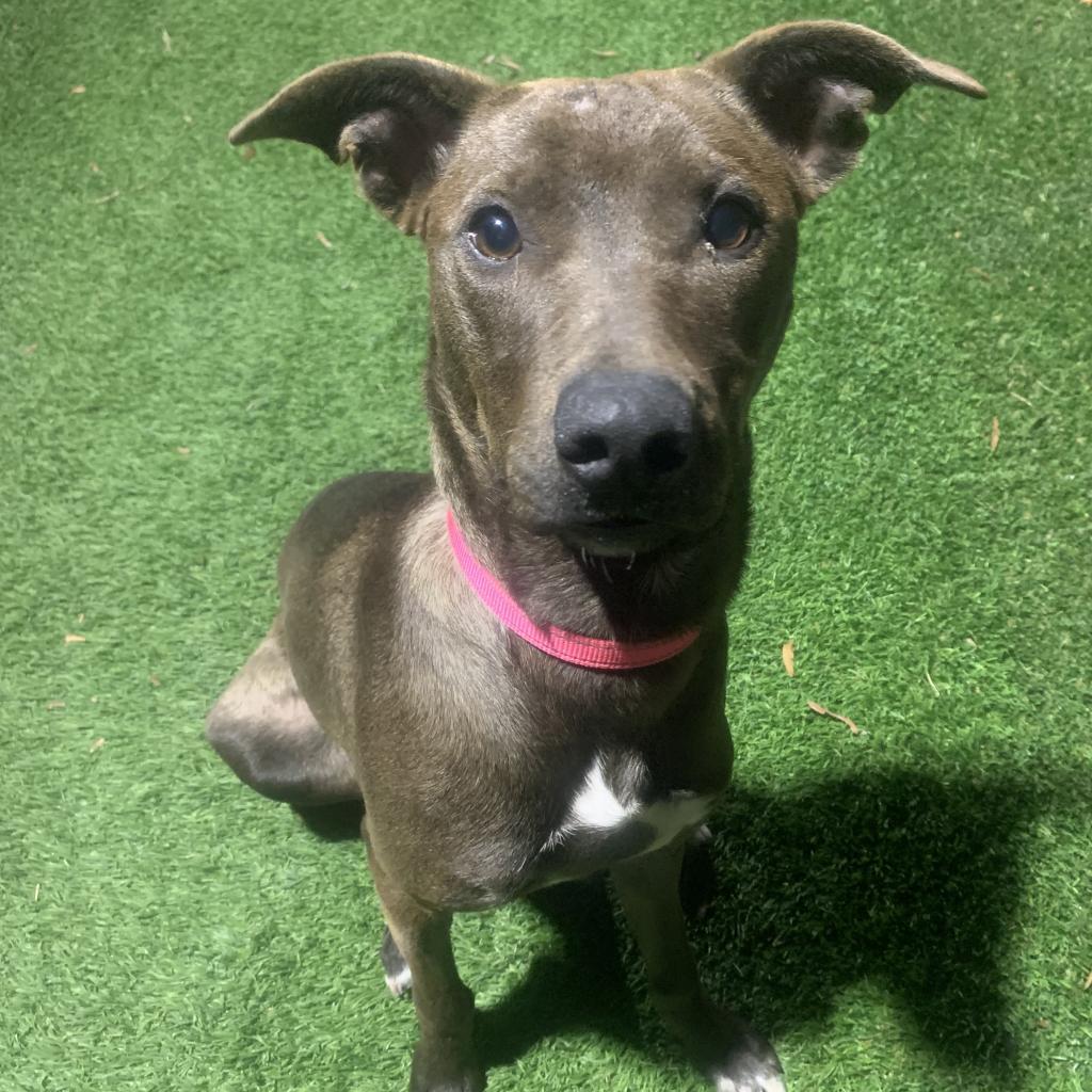 Enlarge Wastey, a Adoptable Mixed Breed in Conway, AR image 2/4