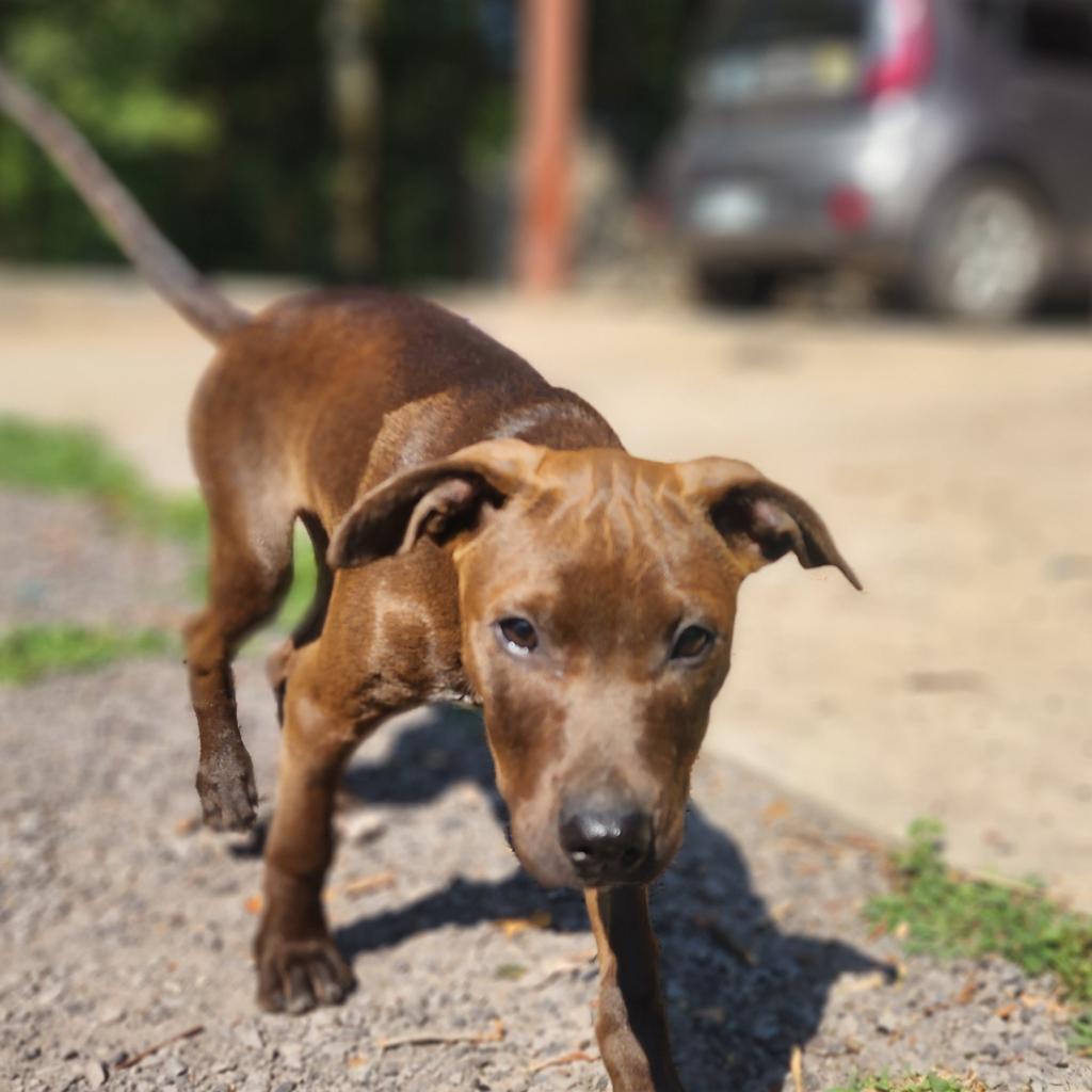 Enlarge Wastey, a Adoptable Mixed Breed in Conway, AR image 3/4