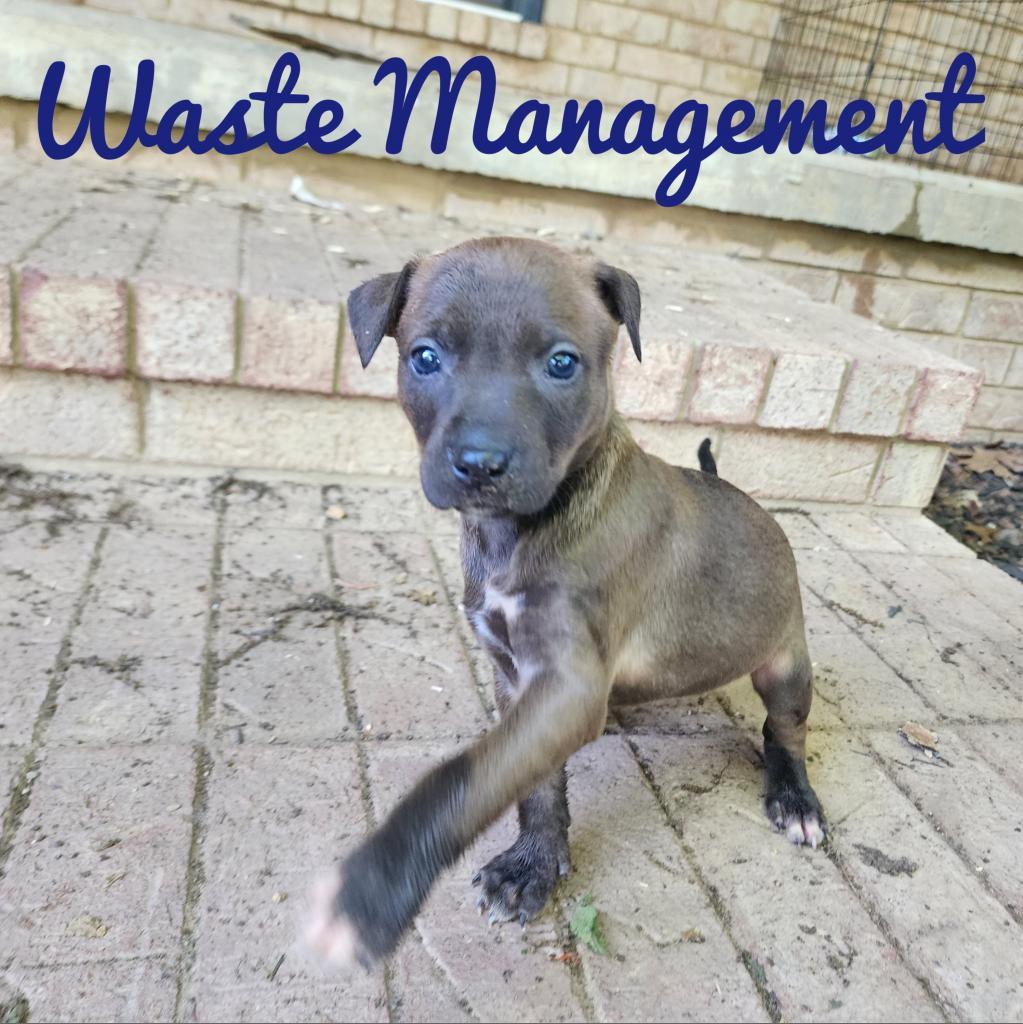 Enlarge Wastey, a Adoptable Mixed Breed in Conway, AR image 4/4