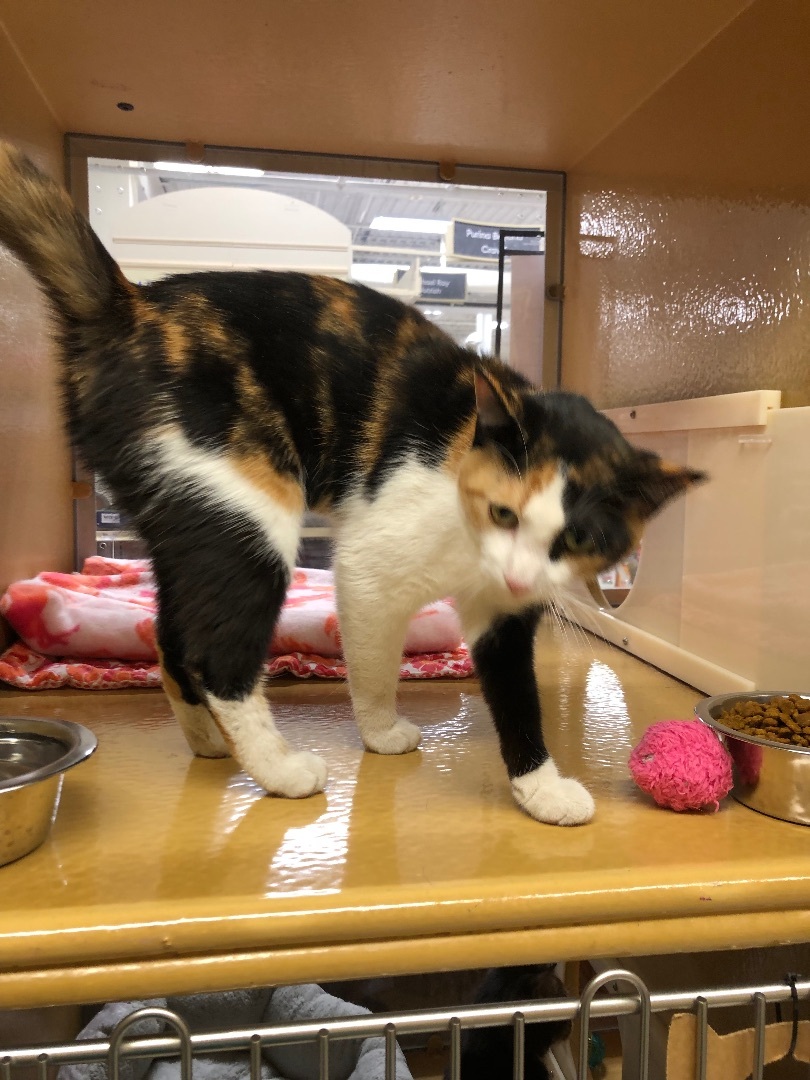 Luna, Adopted, Young Female Domestic Short Hair.